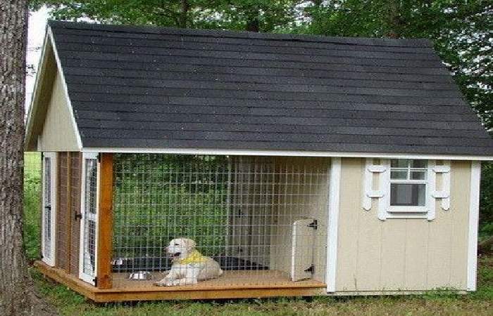 Dog Houses in Dogs