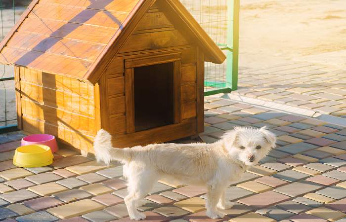 Reasonable rate Small And Large Dog Houses