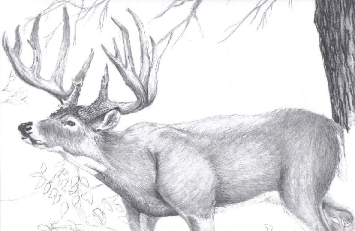 How To Drawing:Lngvyrlwbrk= Deer