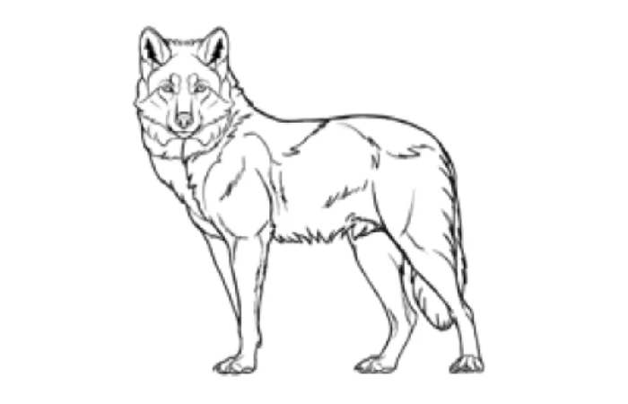 drawing_el5lvtvvu6c= wolf (2)