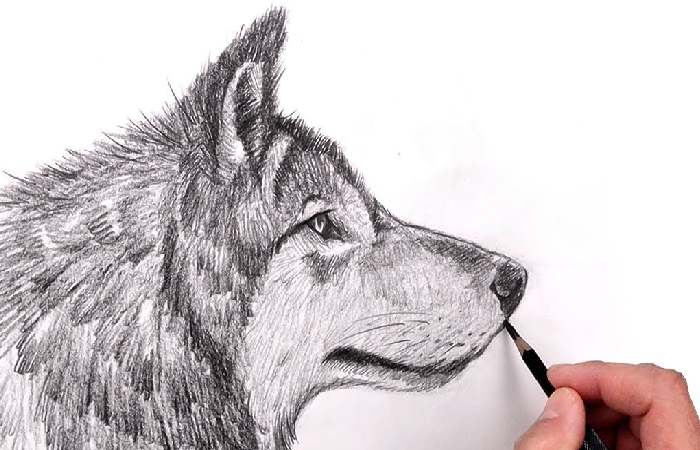 drawing_el5lvtvvu6c= wolf 